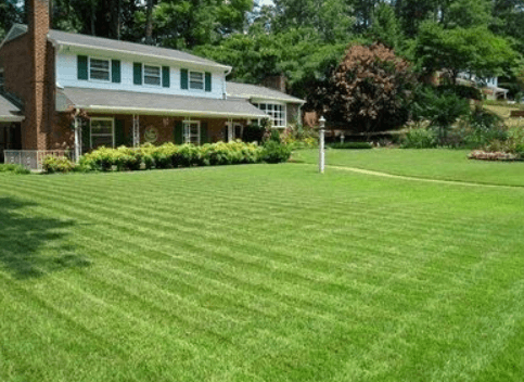 We use the best techniques with our lawn care and lawn maintenance programs.